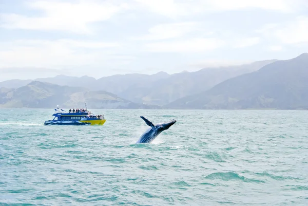 Hosszúszárnyú bálna ugrott ki a vízből — Stock Fotó