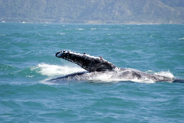 水の中からそのフィンを示す巨大なザトウクジラ ロイヤリティフリーのストック写真