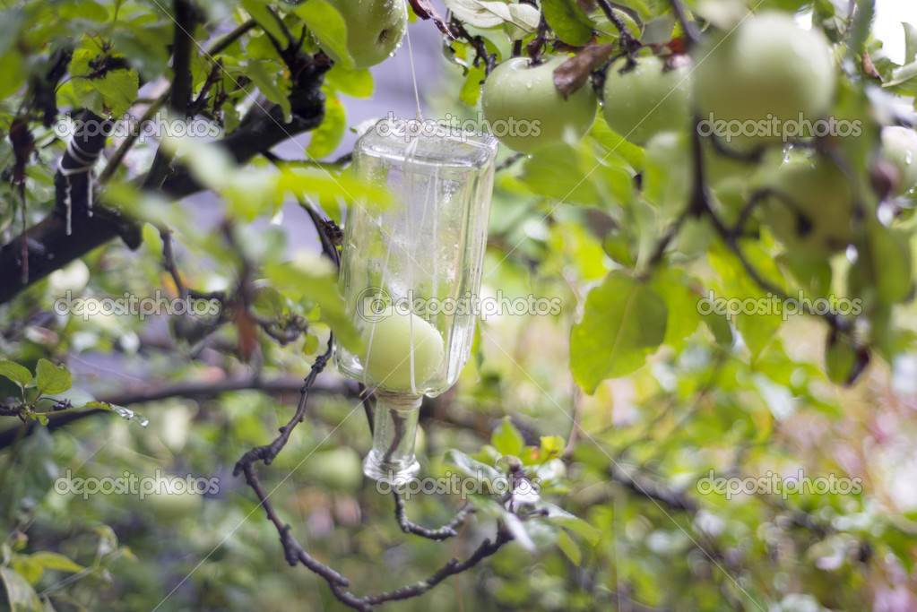 Growing fruit into bottle Stock Photo by ©KonArt 39382105