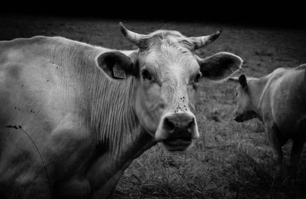 Vacas pastando en un prado — Foto de Stock