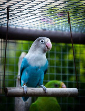 Agapornis fischeri (Fischer'ın cennet papağanı papağan)
