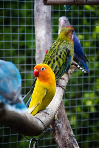 Papagaio Agapornis fischeri (Inseparável de Fischer ) — Fotografia de Stock