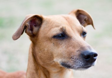Küçük Köpek