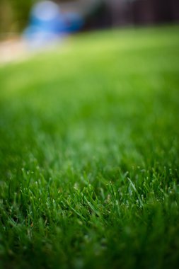 güneş ışığı ve ufuk gökyüzü arka plan bahar çimen