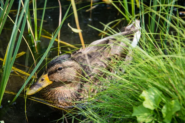 Schöne Ente auf dem grünen Gras — Stockfoto