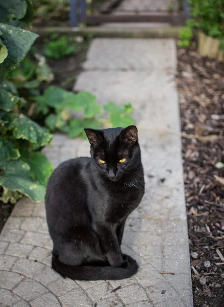 Черная кошка — стоковое фото