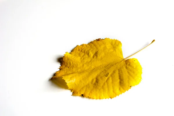 Желтый лист на белом фоне — стоковое фото