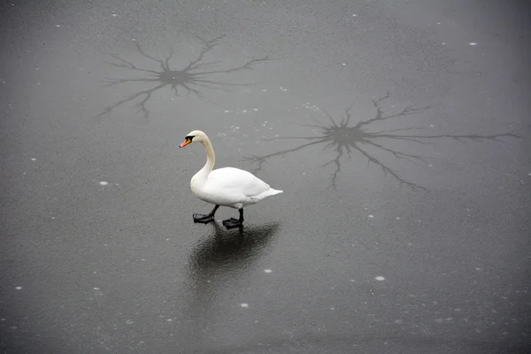 Swan on ice — Stock Photo, Image