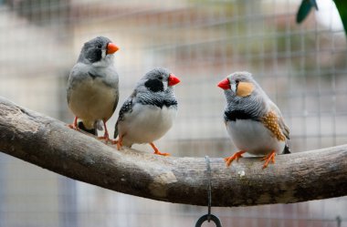 Zebra Finch - Taeniopygia guttata