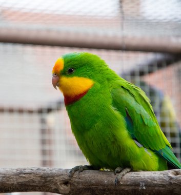 Lincoln papağan - Avustralya boğmaklı port 