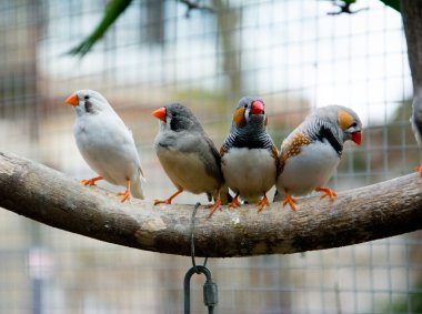 Zebra Finch - Taeniopygia guttata