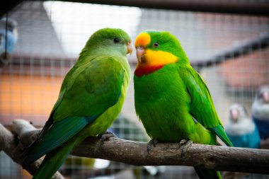 Lincoln papağan - Avustralya boğmaklı port 