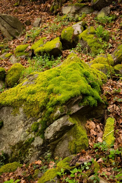 Mousse sur pierre dans la forêt — Photo