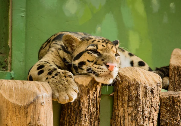 Leopardo descansando no zoológico — Fotografia de Stock