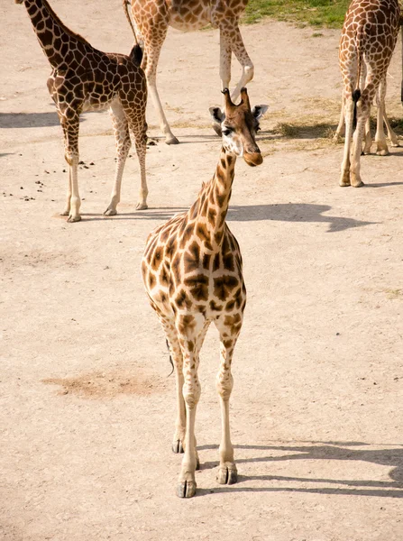 Giraffa — Foto Stock