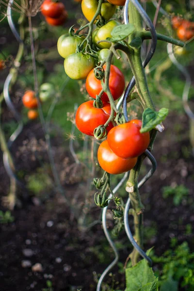 Pomidory Roślin Łóżku Warzyw — Zdjęcie stockowe