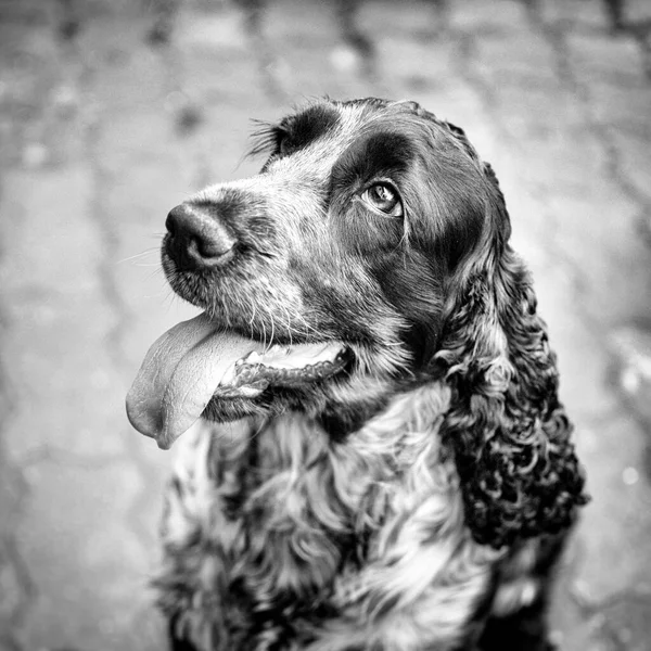 Perro Joven Cocker Spaniel — Foto de Stock