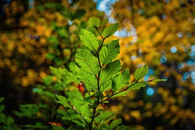 Renkli yaprakları olan güzel bir sonbahar doğası. Sonbahar sahnesi.