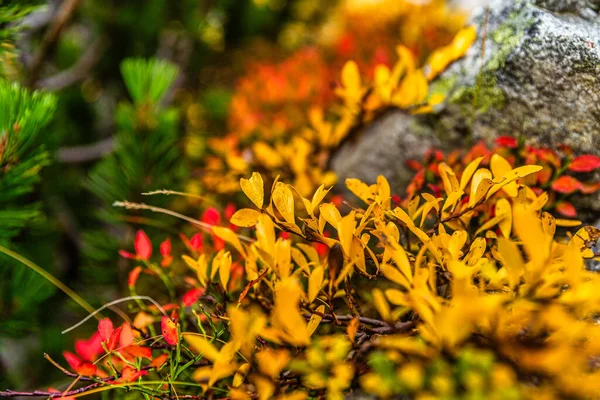 Bela Natureza Outono Com Folhas Coloridas Cena Queda — Fotografia de Stock