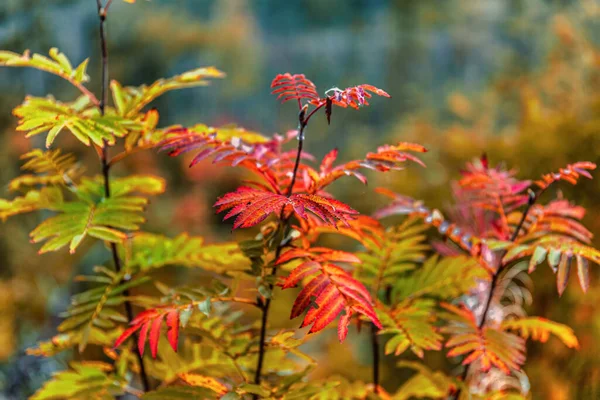 Vacker Höstnatur Med Färgglada Blad Höstscen — Stockfoto