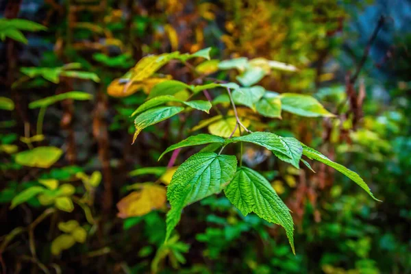 Krásná Podzimní Příroda Barevnými Listy Podzimní Scéna — Stock fotografie