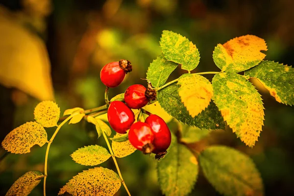 Renkli yaprakları olan güzel bir sonbahar doğası. Sonbahar sahnesi.
