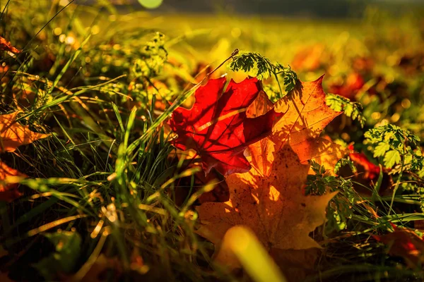 美丽的秋天 绿叶斑斓 秋季现场 — 图库照片