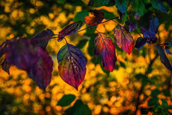 Krásná Podzimní Příroda Barevnými Listy Podzimní Scéna — Stock fotografie