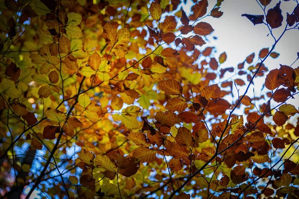 紅葉の美しい秋の自然 秋の情景 — ストック写真