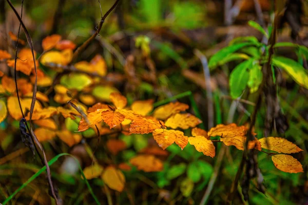 Piękna Jesienna Natura Kolorowymi Liśćmi Scena Upadku — Zdjęcie stockowe