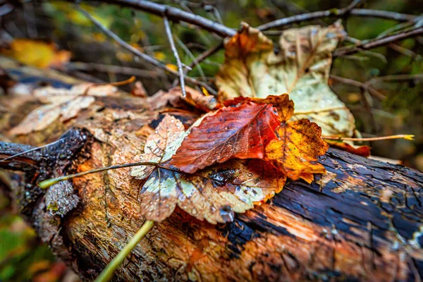 Schöne Herbstnatur Mit Bunten Blättern Herbstszene — Stockfoto