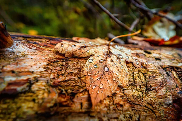 Schöne Herbstnatur Mit Bunten Blättern Herbstszene — Stockfoto