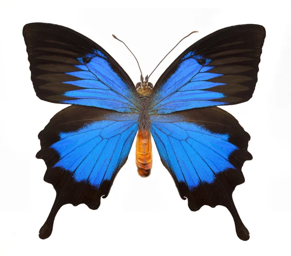 Blauer Schmetterling — Stockfoto