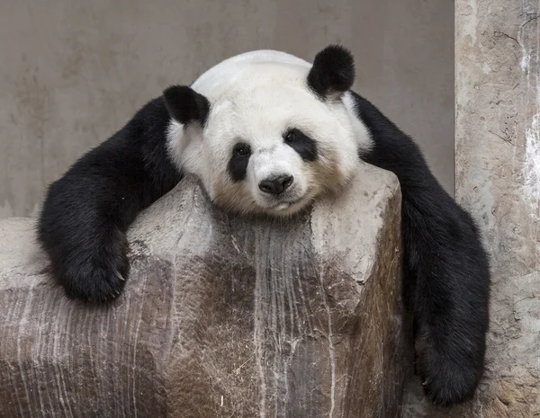 Panda glimlach — Stockfoto