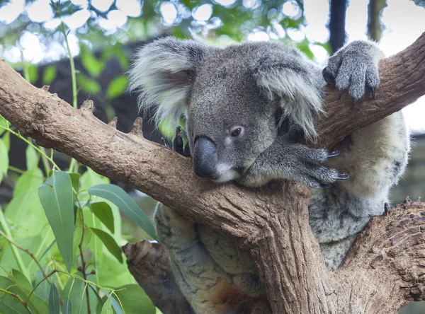 Ciekawy koala — Zdjęcie stockowe