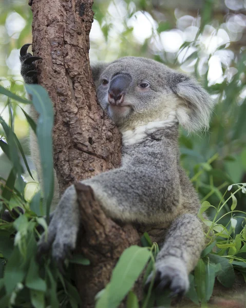 Koala curioso — Foto Stock