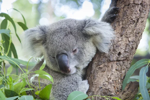 Kíváncsi koala — Stock Fotó