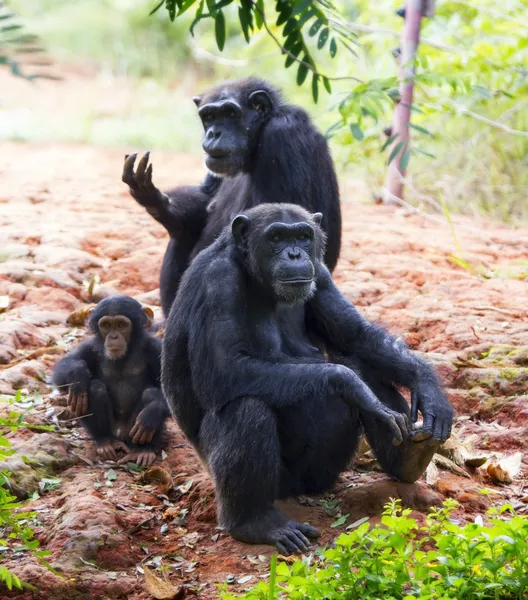 La familia de un chimpancé —  Fotos de Stock