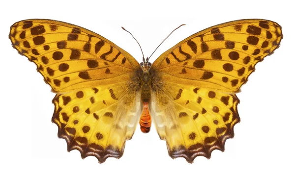 노란 나비 — 스톡 사진