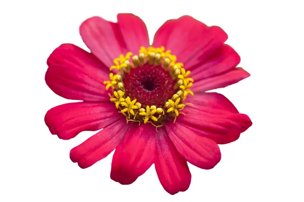 Röd gerbera blomma. isolerad på vit bakgrund — Stockfoto