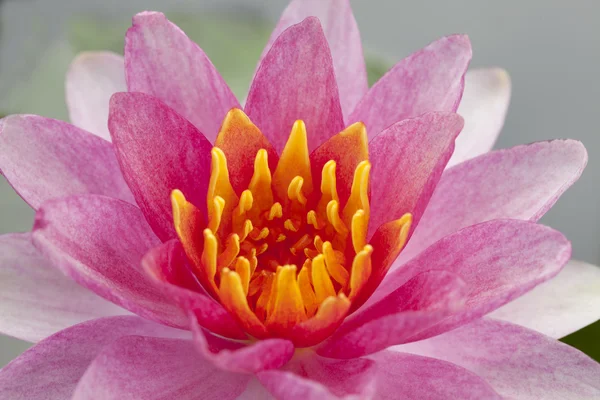 Rosa lotus — Stockfoto