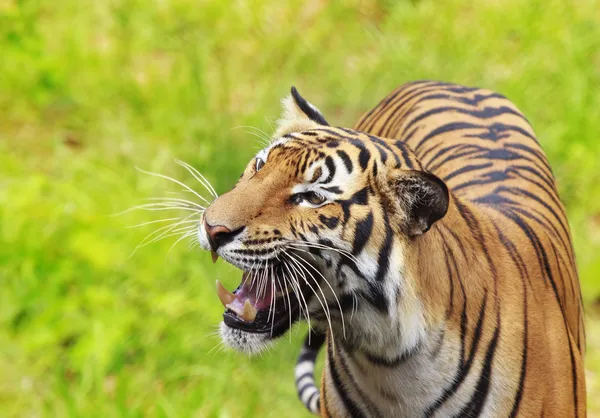 Tigre de bengala real —  Fotos de Stock