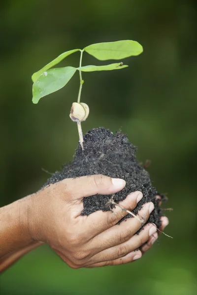 Händer som håller en grön ung växt — Stockfoto