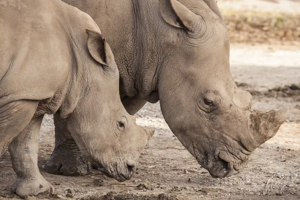 Nashorn-Familie — Stockfoto