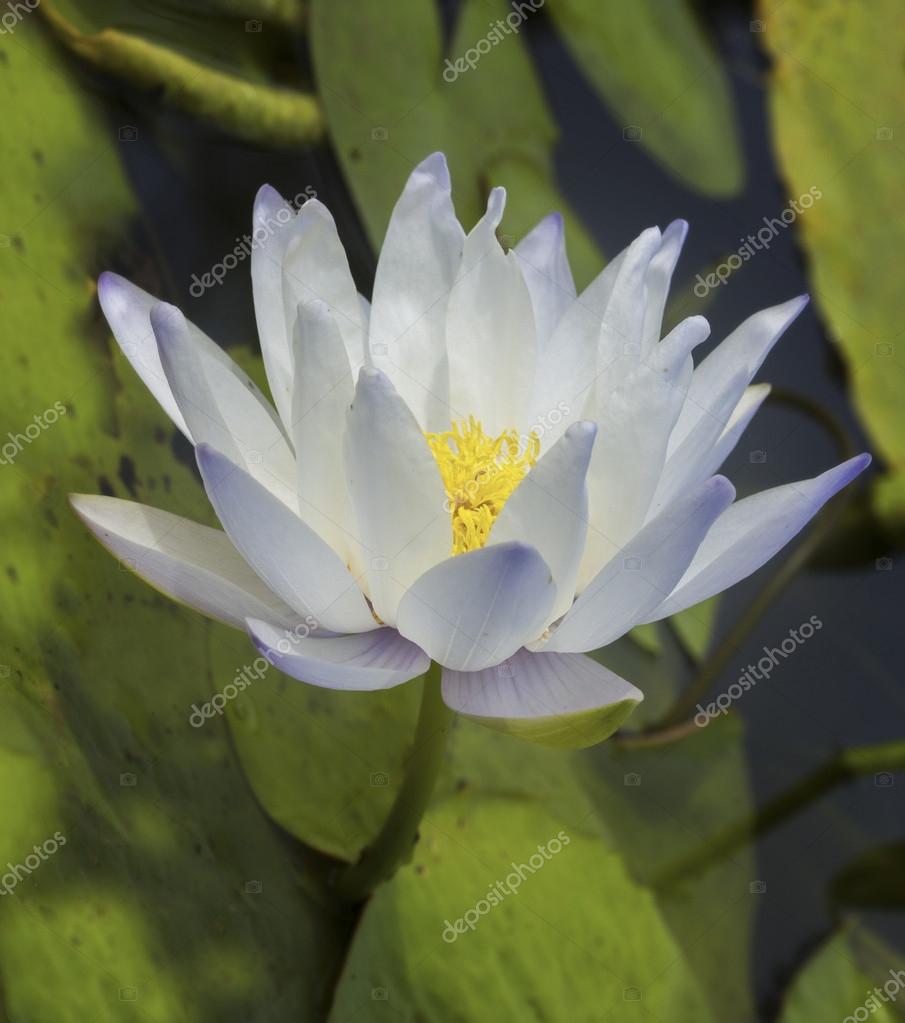 download spider man white lotus download spider man white lotus
