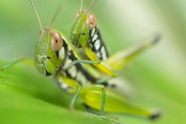 Makro sarı çekirge