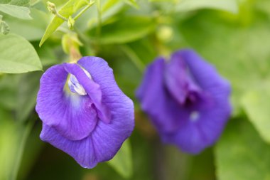 Kelebek bezelye Çiçek Bahçe