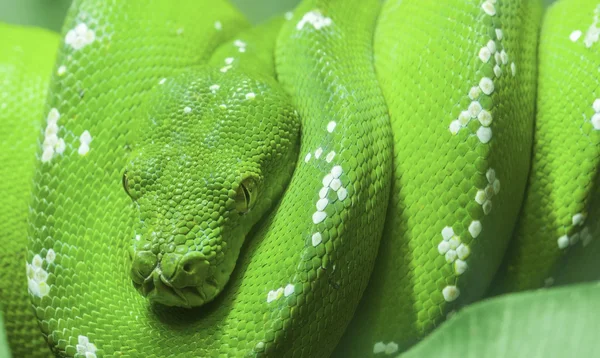 Green snake curled up on a branch