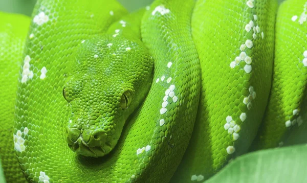 Green snake curled up on a branch — Stock Photo, Image