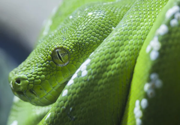 Serpente pitone verde — Foto Stock